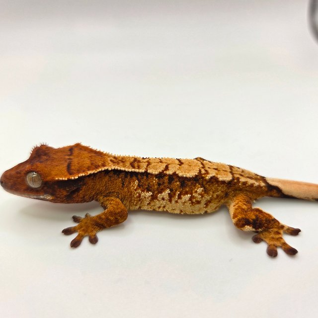 노멀 트라이 익스트림할리퀸