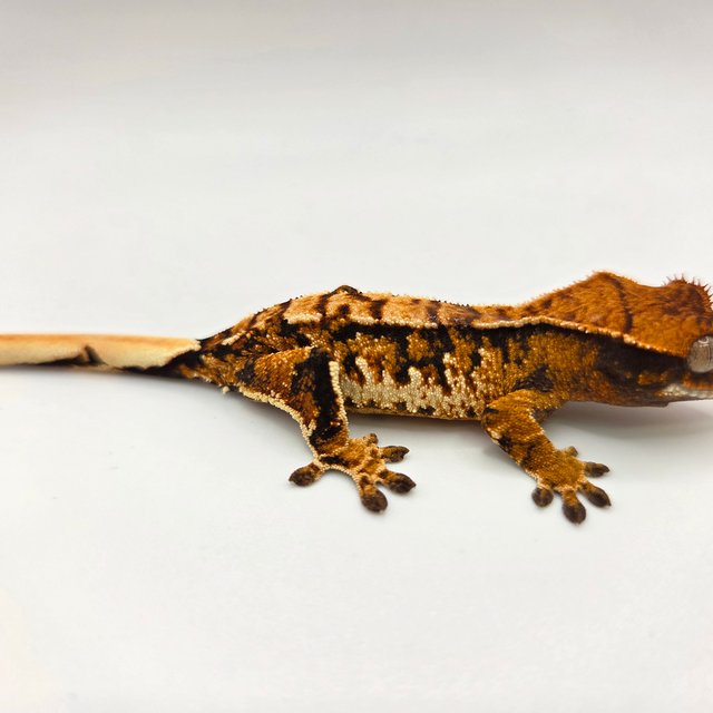 노멀 트라이 익스트림할리퀸