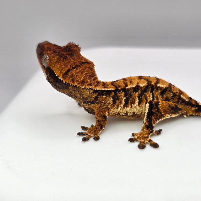 노멀 트라이 익스트림할리퀸