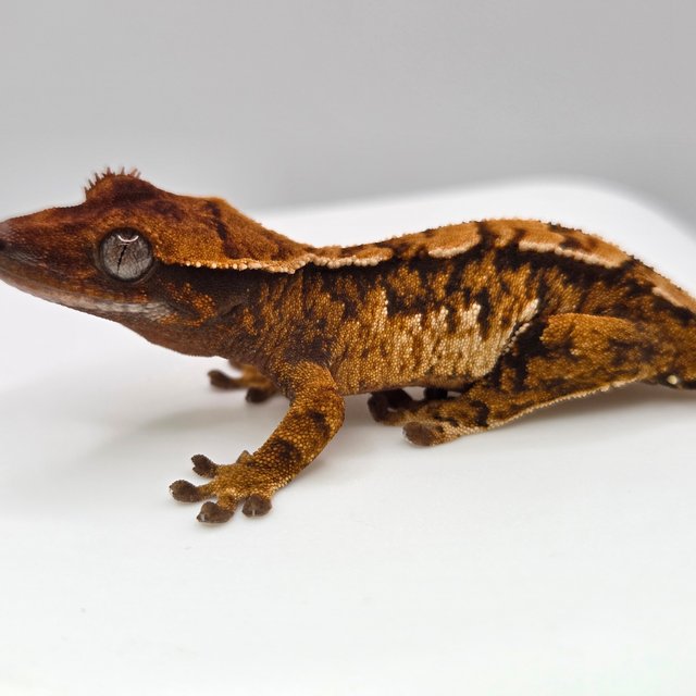 노멀 트라이 익스트림할리퀸