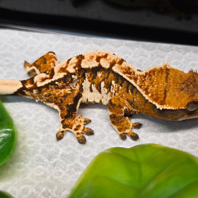 노멀 트라이 익스트림할리퀸