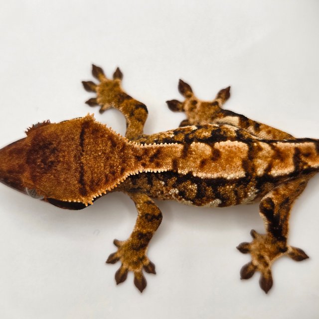 노멀 트라이 익스트림할리퀸