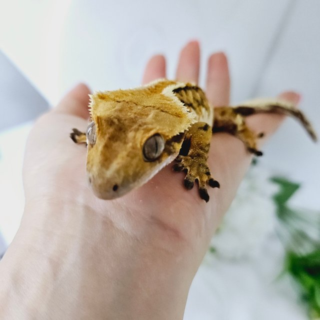 노멀 트라이 익스트림할리퀸