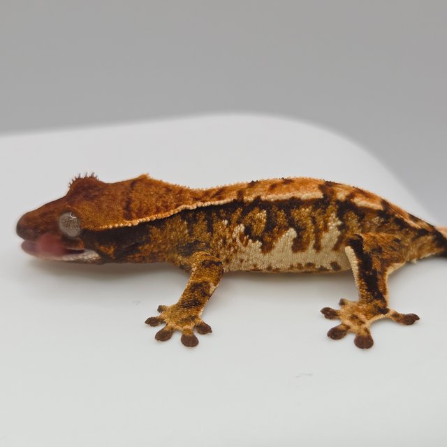 노멀 트라이 익스트림할리퀸