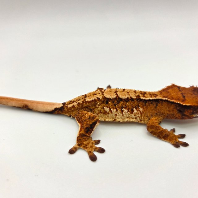 노멀 트라이 익스트림할리퀸