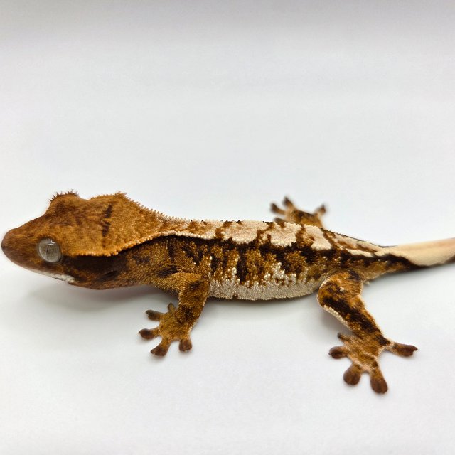 노멀 트라이 익스트림할리퀸