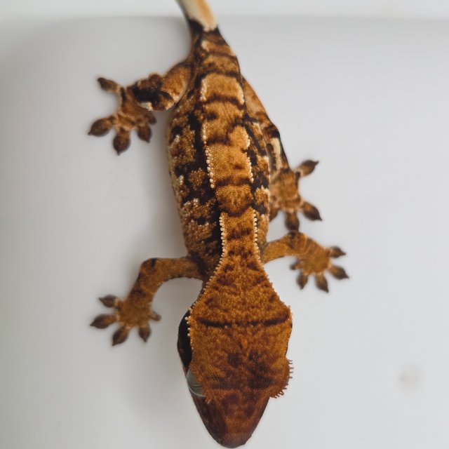 노멀 트라이 익스트림할리퀸