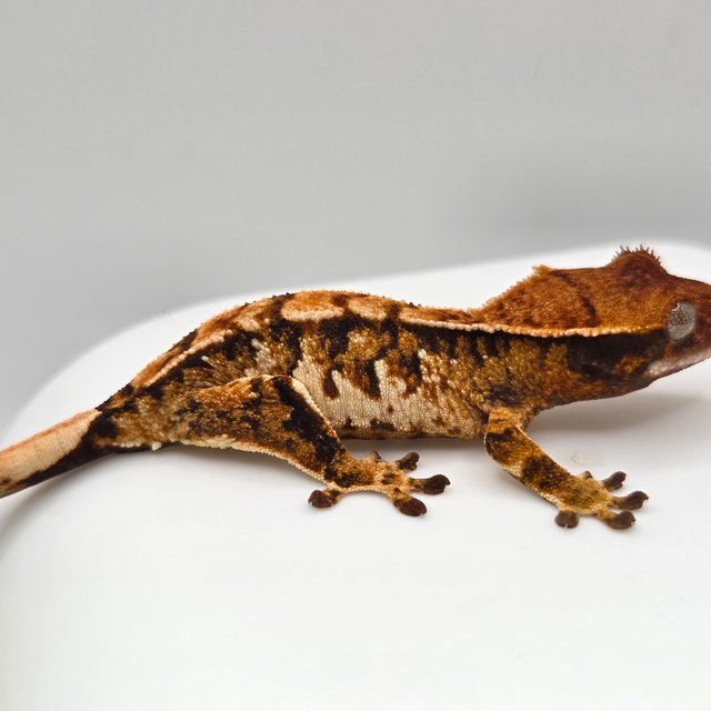 노멀 트라이 익스트림할리퀸