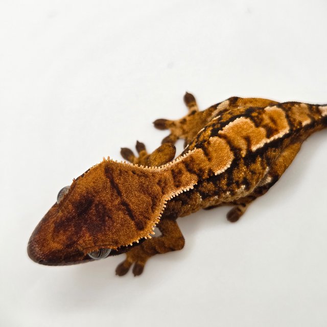 노멀 트라이 익스트림할리퀸