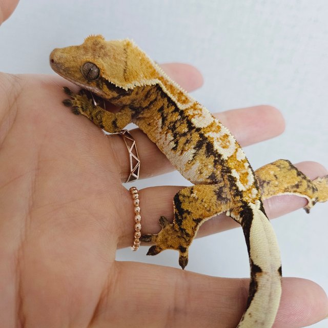 노멀 트라이 익스트림할리퀸