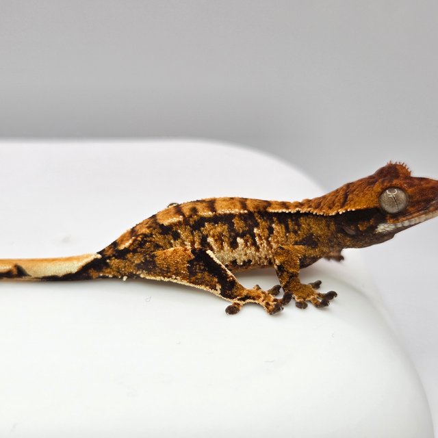 노멀 트라이 익스트림할리퀸