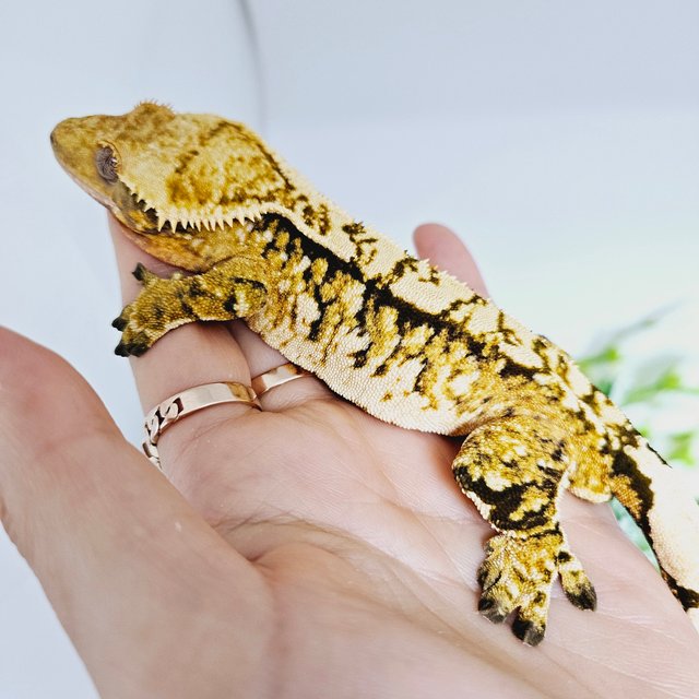 노멀 트라이 익스트림할리퀸