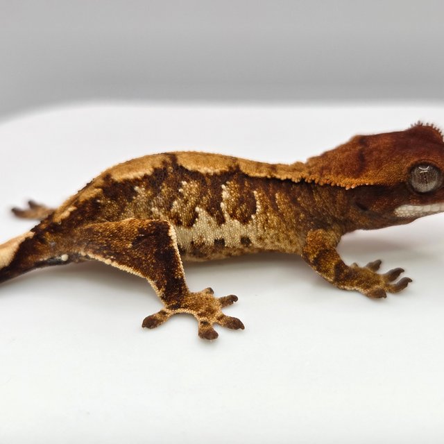 노멀 트라이 익스트림할리퀸