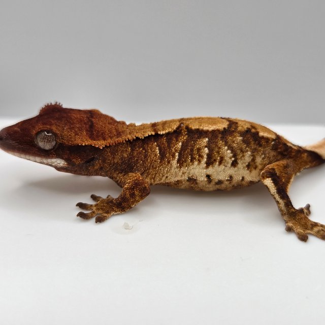 노멀 트라이 익스트림할리퀸