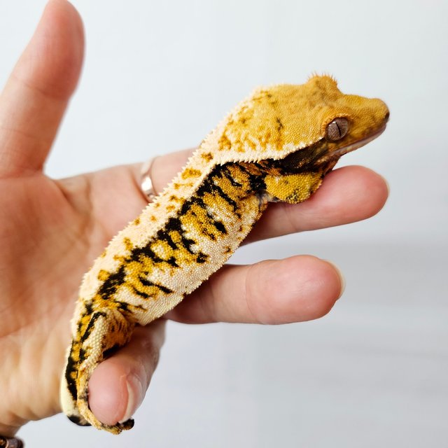 노멀 트라이 익스트림할리퀸