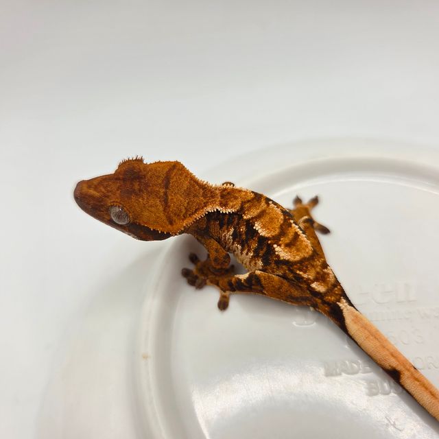 트라이 익스트림할리퀸