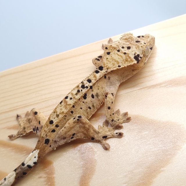 달마시안 슈퍼달마시안