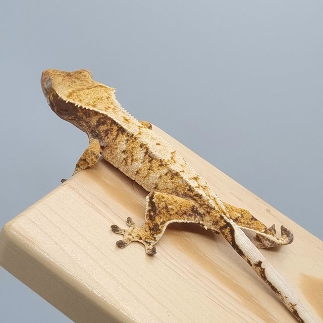 텐저린 트라이 노멀