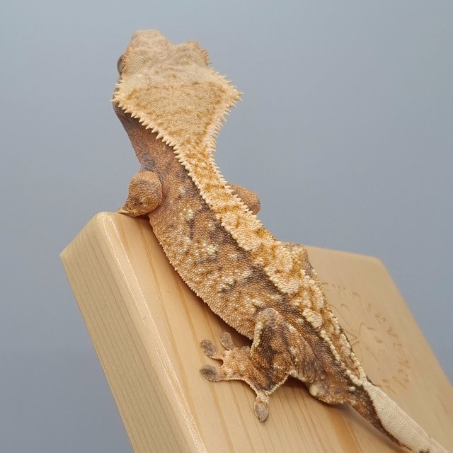 텐저린 트라이 노멀