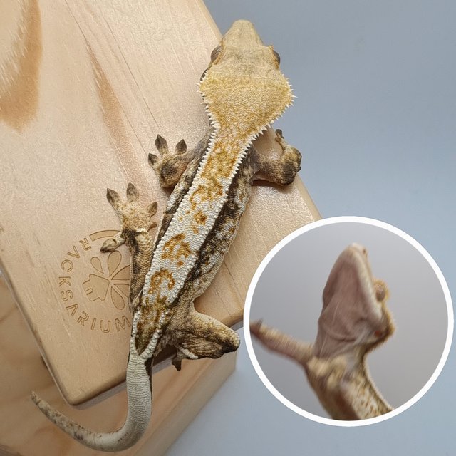 트라이 쿼드 노멀