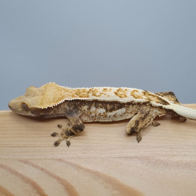 트라이 쿼드 노멀