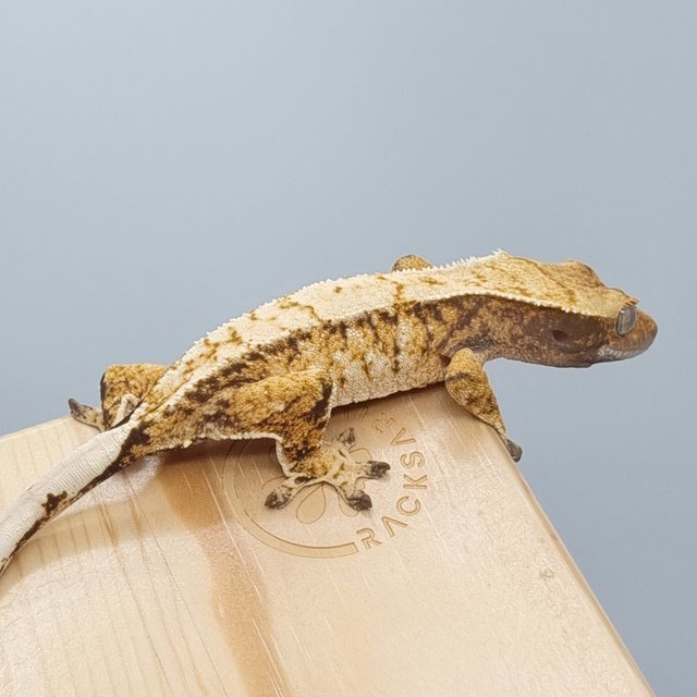 텐저린 트라이 노멀