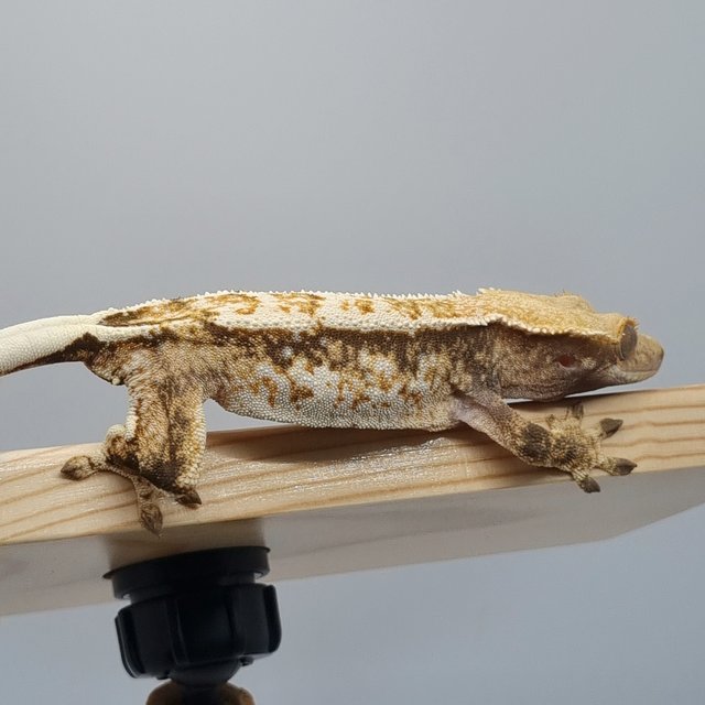 트라이 쿼드 노멀