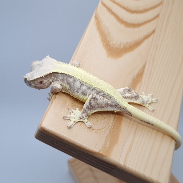 릴리화이트 솔리드백