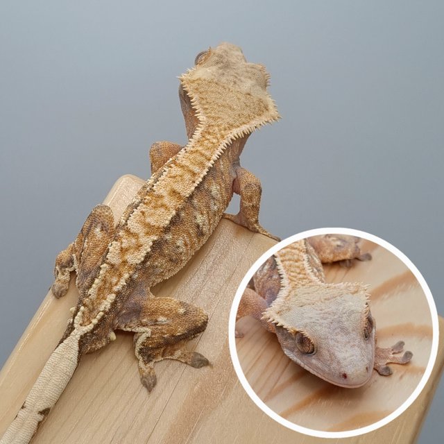 텐저린 트라이 노멀