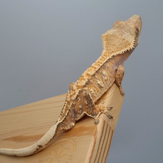 텐저린 트라이 노멀