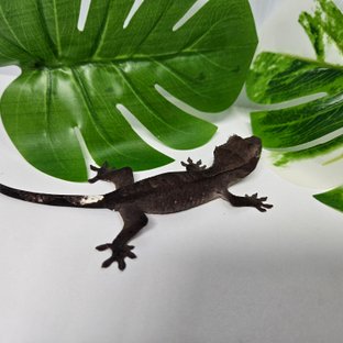 챠콜 아잔틱 카푸치노