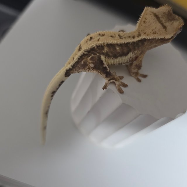 릴리100%헷아잔틱