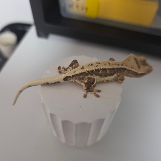 릴리100%헷아잔틱