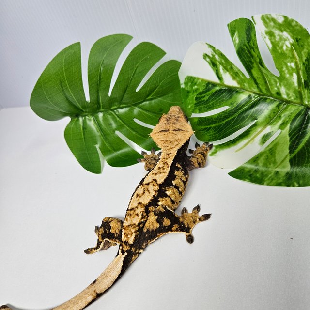 익스트림할리퀸