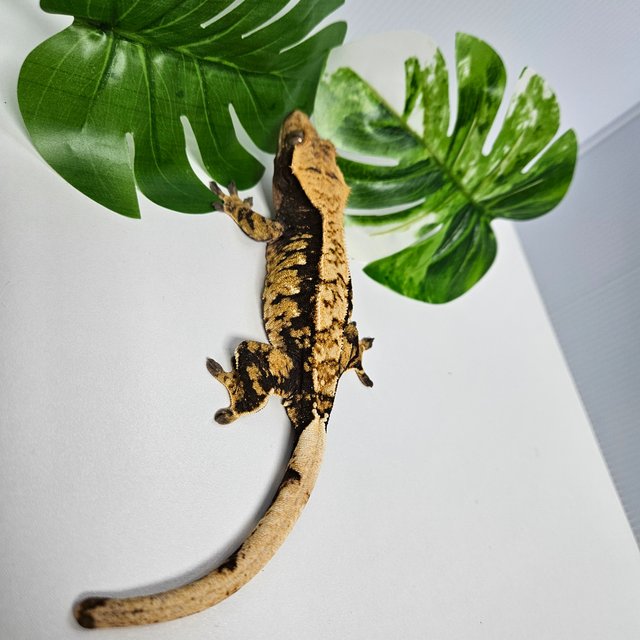 익스트림할리퀸