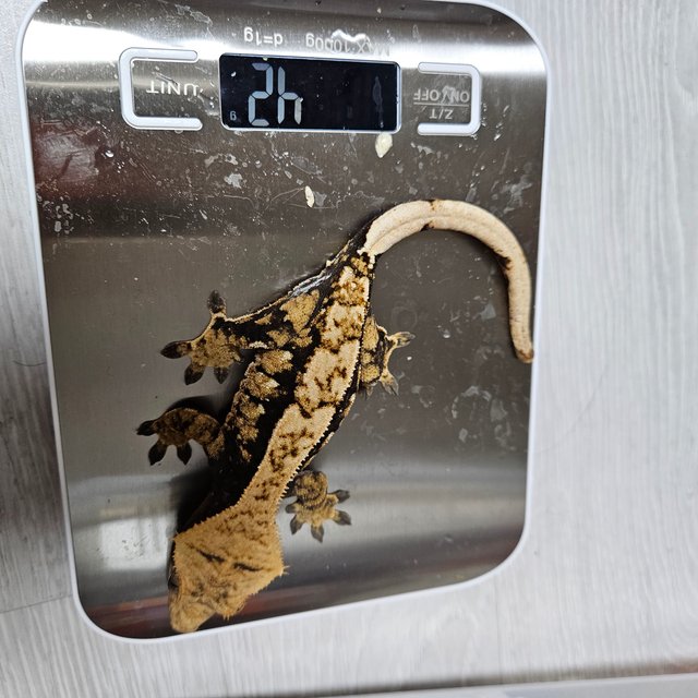 익스트림할리퀸