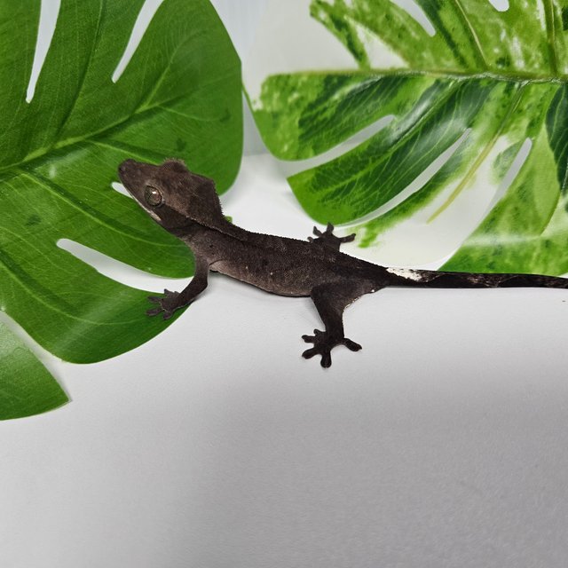 챠콜 아잔틱 카푸치노