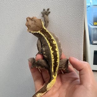 카푸치노 슈퍼스트라이프