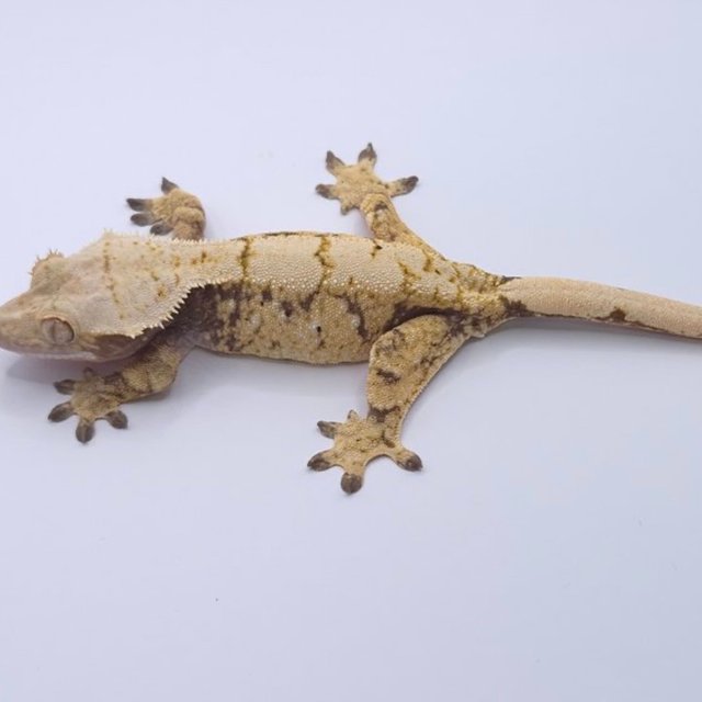 노멀 화이트포트홀 솔리드백 화이트스팟