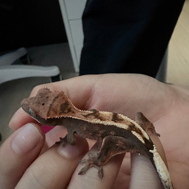 세이블 100%헷아잔틱