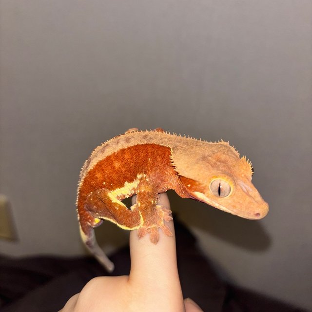 팬텀 릴리화이트 레드