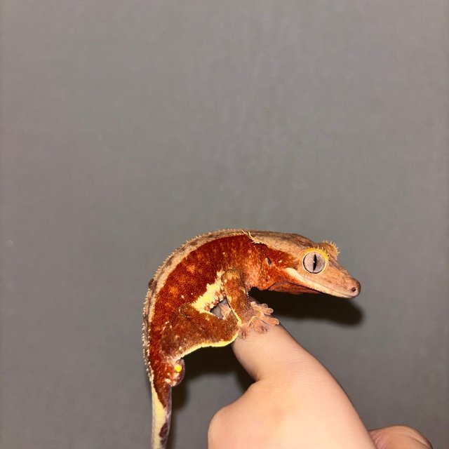 팬텀 릴리화이트 레드