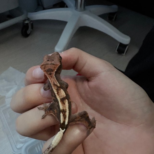 세이블 100%헷아잔틱