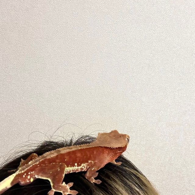 팬텀 릴리화이트 레드