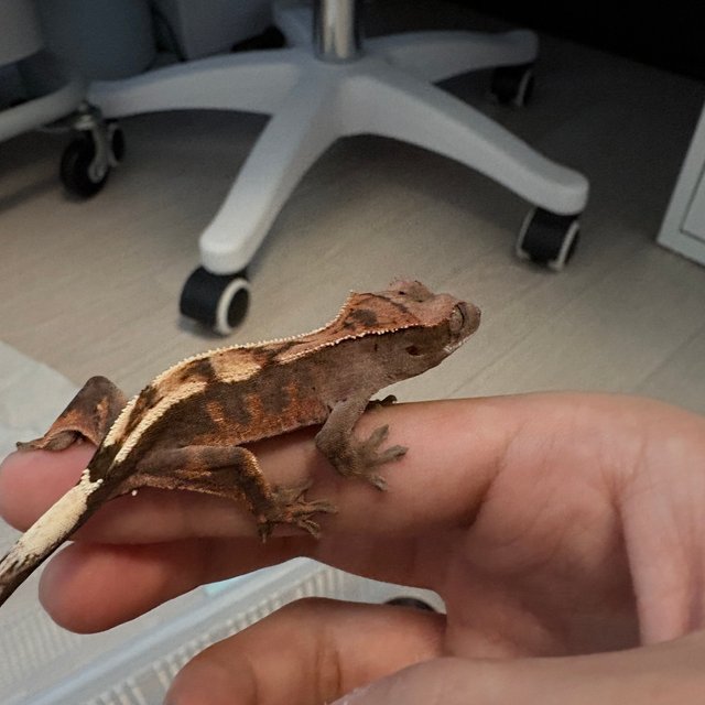 세이블 100%헷아잔틱