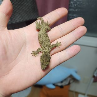 헷 멜라니스틱