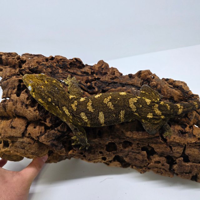 트로거 헷 멜라니스틱