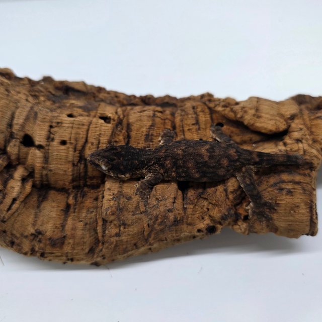 멜라니스틱 트로거