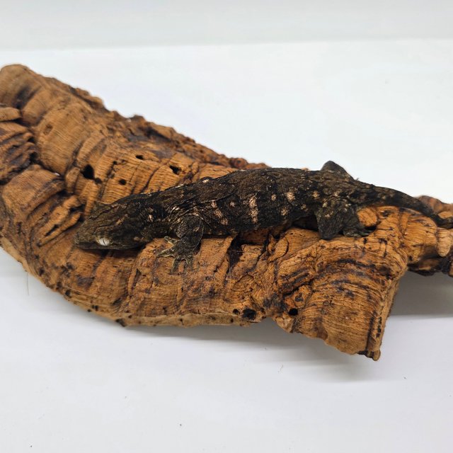 트로거 헷 멜라니스틱