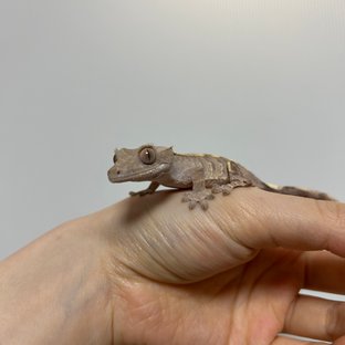 카푸치노